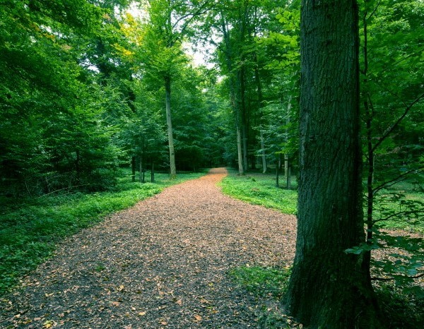 Green and woodland funerals